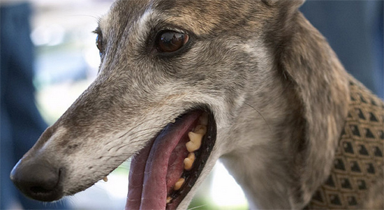 Подпишите петицию против охоты на собак в Испании Protect Spanish Hunting Dogs from Abuse and Death! 