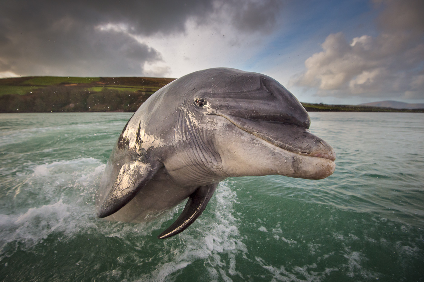 В бухте Дингл дельфин ждёт вас уже 30 лет