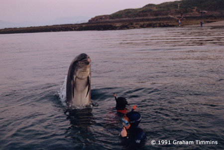 В бухте Дингл дельфин ждёт вас уже 30 лет