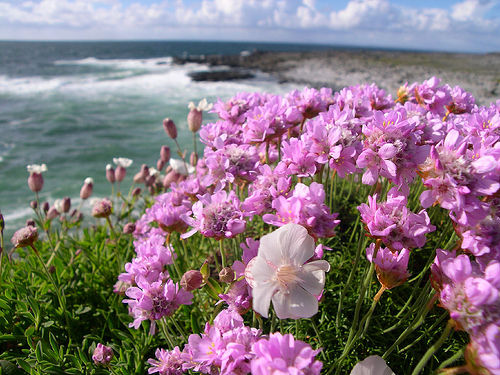 burren