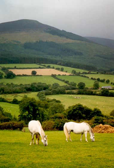 Irish horses