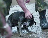 Спасите румынских собак от истребления