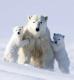 15 лет колонии за охрану Арктики