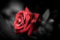 Wild Irish Rose