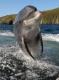 Fungie - дельфин в бухте Дингл в Ирландии