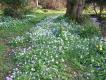 Spring_in_Ireland(small)