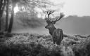 Deer-Stag-Winter-Black-White-Canvas-Picture-Wall