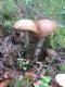 грибы-подружки