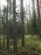 российские леса