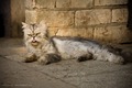 бездомная кошка