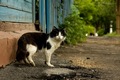 кошки на улицах