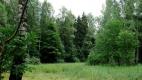 химкинский лес